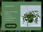 PLANTVERS Live Fern Plant in a 4" Nursey Pot | Low Maintenance Indoor Houseplant | Tropical Air Purifying Green Foliage for Home & Office Decor | Easy-Care Indoor Plant (Button Fern)