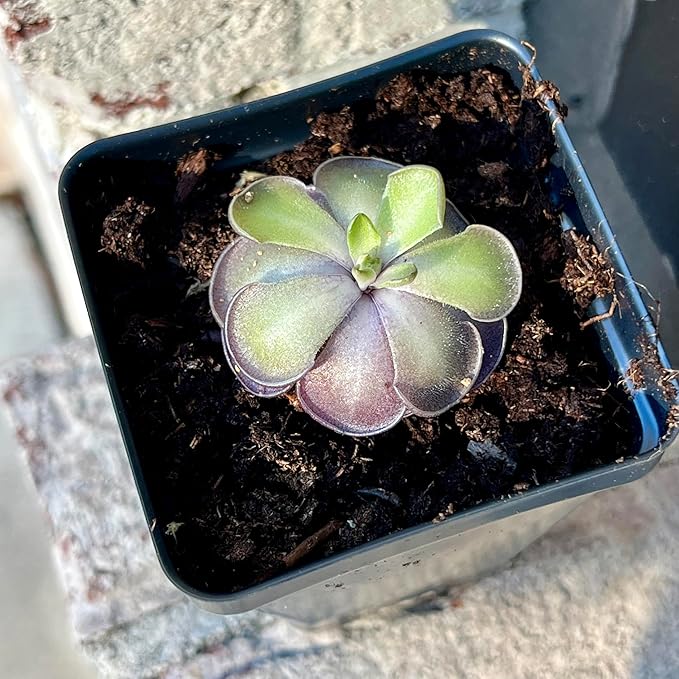 Live Pinguicula cyclosecta – Rare Violet-Toned Mexican Butterwort, Rosette-Forming Carnivorous Plant, Easy to Grow. Succulent-Like Carnivore Plant.