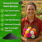 24500+ Moss Rose Seeds, Pack for 2026 USA Premium Non-GMO Flower Seeds Annual Flower for Ground Cover - Heat & Drought Tolerant Moss-Rose Purslane, Eleven O'clock