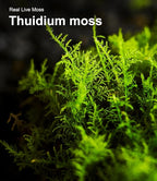 Live Moss – Thuidium Moss (3 Sheets, Each Approx. 3.5"x7") for Terrariums, Bonsai, Plant Decor & Natural Crafts – Naturally Grown, Reusable, Not Artificial