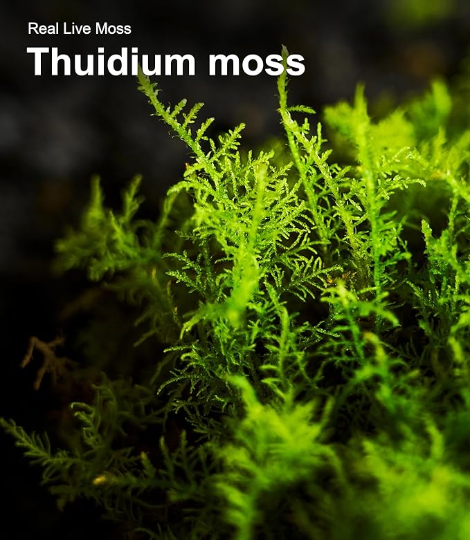Live Moss Variety Pack for Reptiles– 3-Pack Mixed Real Terrarium Mosses (Each 3.5" x 7") – Live Sheet/Sphagnum Moss for Snake Gecko Turtle Frog Habitats, DIY Plant Décor – Fresh Reptiles Substrate
