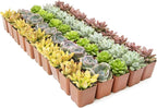 Live Succulents Plants Bulk Plant Tray (50 Pack), Indoor Houseplants, in Cactus and Succulent Soil Mix, Kit Gifts by for Pets, Black