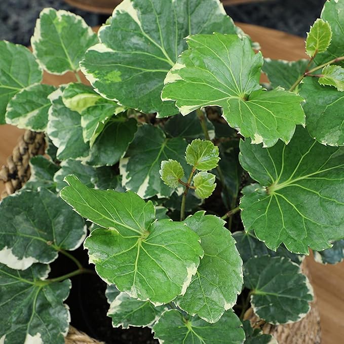 Aralia Balfouriana, Air Purifying & Easy, House Plant Decor in 6" White Pot, Variegated Live Plant Gift, Indoor Plant for Home, Real Plants & Decorative Plants by Plants for Pets