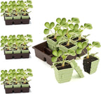 Side-Open Seed Starter Tray 8-Pack, 48 Cells Modular Design with Detachable Plant Cells, Extra-Large 2.36"x2.28" Cells, Reusable Seed Germination Kit for Indoor & Outdoor Gardening