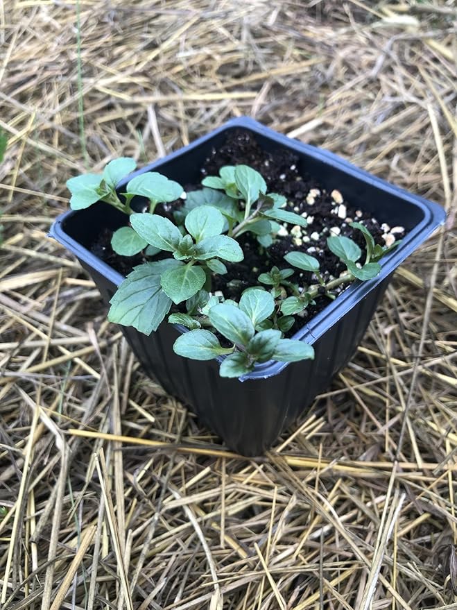 Organic Mint Plant, Peppermint Plant, (Mentha piperita) in 2.5-inch Pot - Excellent for Tea, Perennial Herb, Companion Plant