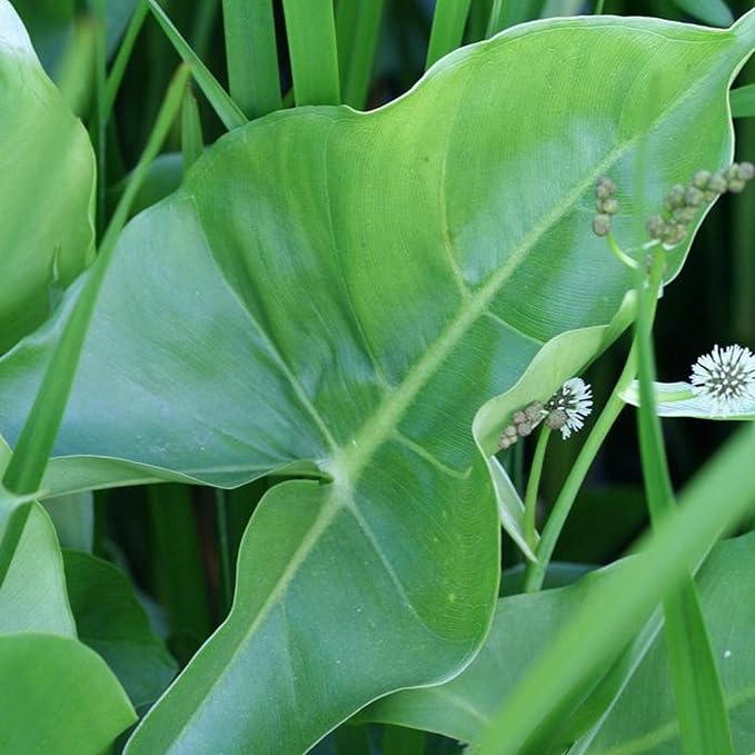Chalily Arrow Arum, a Great Live Pond Plant for Your Water Garden. Filters The koi and Goldfish Pond. Good for Bogs, Plant Shelf or Shallow Water This marginal Aquatic is a Real Beauty