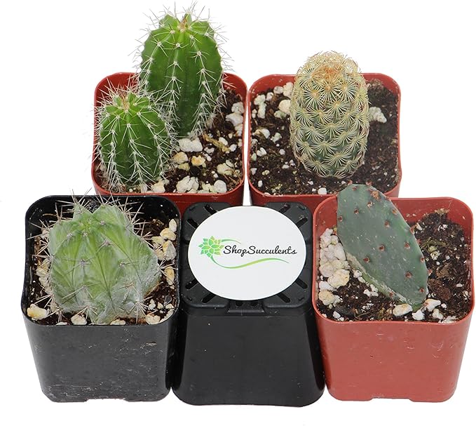 Shop Succulents | Cool Cactus Collection of Live Succulent Plants, Hand Selected Variety Pack of Cacti | Collection of 4