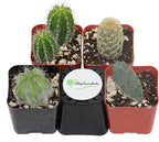 Shop Succulents | Cool Cactus Collection of Live Succulent Plants, Hand Selected Variety Pack of Cacti | Collection of 4