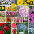 Eden Brothers Partial Shade Wildflower Mixed Seeds for Planting, 10 lb, 4,800,000+ Seeds with Sweet William, Foxglove | Attracts Pollinators, Plant in Spring or Fall, Zones 3, 4, 5, 6, 7, 8, 9, 10