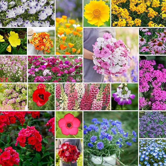 Eden Brothers Partial Shade Wildflower Mixed Seeds for Planting, 5 lb, 2,400,000+ Seeds with Sweet William, Foxglove | Attracts Pollinators, Plant in Spring or Fall, Zones 3, 4, 5, 6, 7, 8, 9, 10