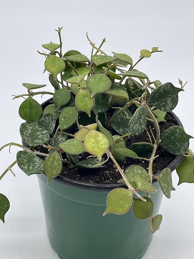 BubbleBlooms Hoya Curtisii, Very Rare Limited Live Plant, in 4 inch Pot