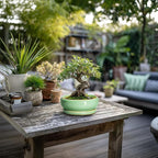 Succulent Pots 6 Inch - Ceramic Bonsai Pots for Indoor Outdoor, Shallow Ceramic Planters with Drainage Hole and Saucer, Round Small Bonsai Tree Pot, Home Decor, Plant Lover Gift, Light Green