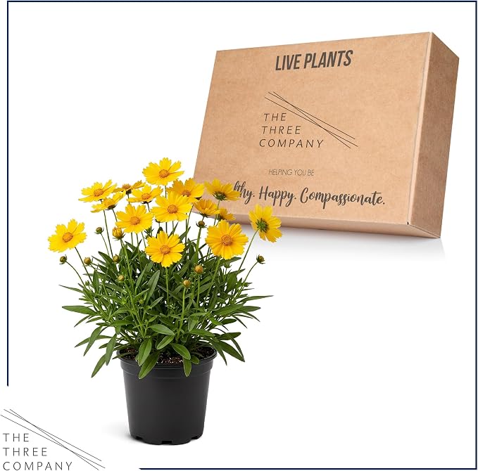 Live Coreopsis - Yellow, Live Flowering Perennial, Beautiful Spring and Summer Blooms, 12" Tall by 6" Wide in 2 Qt Pot