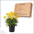 Live Coreopsis - Yellow, Live Flowering Perennial, Beautiful Spring and Summer Blooms, 12" Tall by 6" Wide in 2 Qt Pot