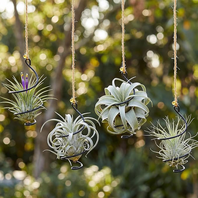 6 Pcs Hanging Air Plant Holder with Ropes Soilless Hanging Plant Holder Modern Plant Stand Display Container Geometric Plant Charms for Tillandsia Succulent Office Home Wall Decor Gifts