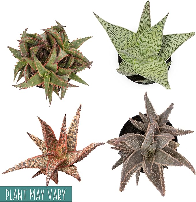 Live Aloe Plant Succulents, Star Aloe Plants Live in Clay Pots for Plants, Succulents Plants Live in Potting Soil, Potted Succulents Live Plants, Cactus Plants Live Succulent Plants by Plants for Pets