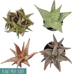 Live Aloe Plant Succulents, Star Aloe Plants Live in Clay Pots for Plants, Succulents Plants Live in Potting Soil, Potted Succulents Live Plants, Cactus Plants Live Succulent Plants by Plants for Pets
