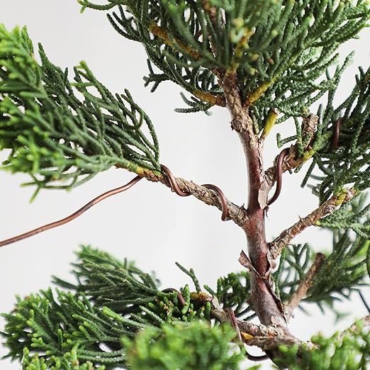 Wazakura Annealed Copper Bonsai Training Wire Made in Japan, Rust Resistant Outdoor Plant Cable (95.1 ft/29 m roll) - 1.6mm, Copper Wire