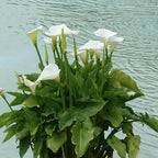 Calla Lily, a Great Live Pond Plant for Your Water Garden. Filters koi and Goldfish Ponds. Good for Bogs, Plant Shelf or Shallow Water This marginal Aquatic is a Real Beauty