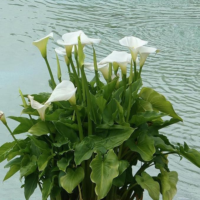 Calla Lily, a Great Live Pond Plant for Your Water Garden. Filters koi and Goldfish Ponds. Good for Bogs, Plant Shelf or Shallow Water This marginal Aquatic is a Real Beauty