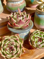 Echeveria Agavoides Blue Dragon Rare Live Succulent Plants, 1 Head Pot Size 2.5 Live Plant, Excludes Pot & Soil, Garden Indoor Office Desk, Party Baby Shower Decor, Gift for Plant Enthusiasts