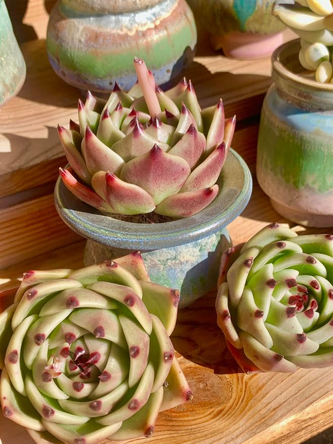 Echeveria Agavoides Blue Dragon Rare Live Succulent Plants, 1 Head Pot Size 2.5 Live Plant, Excludes Pot & Soil, Garden Indoor Office Desk, Party Baby Shower Decor, Gift for Plant Enthusiasts