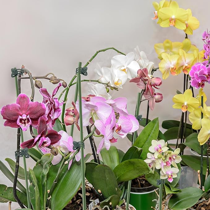 10Pcs Plant Support Stakes with 15pcs Plant Clips,15.7 Inches Bendable Plant Sticks for Indoor and Outdoor Plants,Single Stem Flower Stakes for Phalaenopsis Orchid Flower Roses(Green)