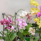 10Pcs Plant Support Stakes with 15pcs Plant Clips,15.7 Inches Bendable Plant Sticks for Indoor and Outdoor Plants,Single Stem Flower Stakes for Phalaenopsis Orchid Flower Roses(Green)