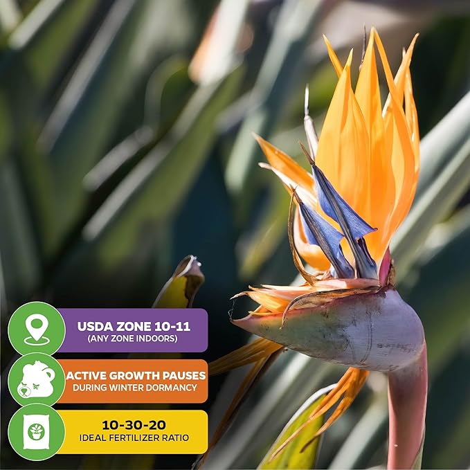 Orange Bird of Paradise Live Plant - Strelitzia Reginae by Wellspring Gardens - Tropical Flowering Perennial, Exotic Indoor/Outdoor Houseplant, Easy Care, Low Maintenance (2-Pack)