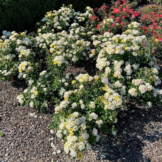 RedCrocus 'Popcorn Drift' Landscape Rose- Fragrant, Disease-Resistant Pink Blooms for Garden & Container, Pollinator-Attracting, Pet Safe Plant 3 Gallon