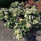 RedCrocus 'Popcorn Drift' Landscape Rose- Fragrant, Disease-Resistant Pink Blooms for Garden & Container, Pollinator-Attracting, Pet Safe Plant 3 Gallon