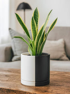 D'vine Dev 8.2 Inch Ceramic Planter Pot with Drainage Hole and Saucer, Indoor Cylinder Round Planter Pot, Split Monochrome Black & White, 94-O-D-0