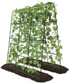 Cucumber Trellis - 62.4"*50" Cucumber Trellis for Raised Bed with Plastic-Coated Steel Pipe, U-Shape Garden Trellis for Climbing Plants, Garden Trellis for Cucumbers, Beans(Black)