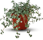 Nettle Silver Sparkle | Solanum Elaeagnifolium | Live Plant for Indoor | Different Houseplants in 4'' & 6'' Pot | Real House Plant for Living Room, Office, Desk & Bathroom