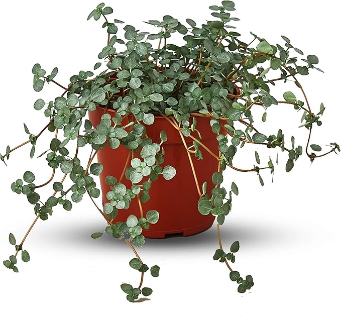 Nettle Silver Sparkle | Solanum Elaeagnifolium | Live Plant for Indoor | Different Houseplants in 4'' & 6'' Pot | Real House Plant for Living Room, Office, Desk & Bathroom