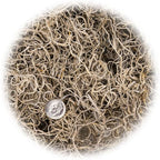 Gardenera Premium Natural Spanish Moss | Natural Preserved - Great Ground Cover - Filler for Potted Plants - 2 Quart Bag (GRD-SPANISH-MOSS-2QT)