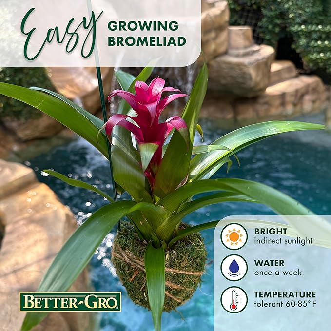 Better-GRO Bromeliad Hanging Kokedama – Indoor/Outdoor Decorative Planter, Low Maintenance Houseplant, Unique Home Decor - 12” Tall