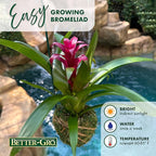 Better-GRO Bromeliad Hanging Kokedama – Indoor/Outdoor Decorative Planter, Low Maintenance Houseplant, Unique Home Decor - 12” Tall