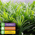 Pandan Live Plant - Pandanus Amaryllifolius - Wellspring Gardens Exquisite Fragrant Herb Great for Nature Lovers, Outdoor Gardens, Vegetable Patches, and Indoor Use - Lush Green Foliage Pandan Leaves