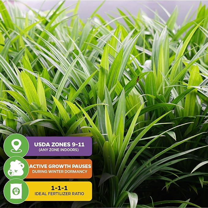 Pandan Live Plant - Pandanus Amaryllifolius - Wellspring Gardens Exquisite Fragrant Herb Great for Nature Lovers, Outdoor Gardens, Vegetable Patches, and Indoor Use - Lush Green Foliage Pandan Leaves