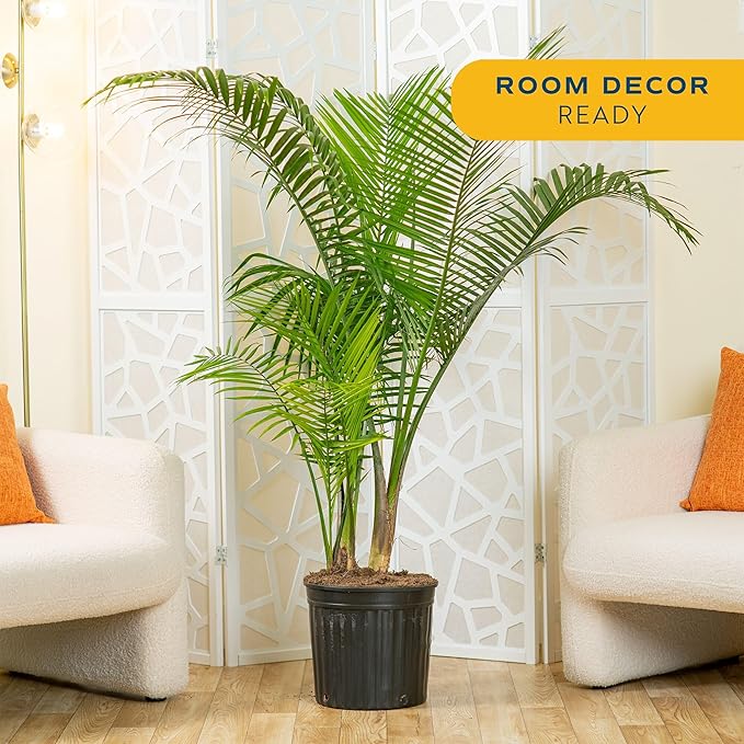 Costa Farms Majesty Palm Extra Large Live Plant in Plastic Pot, Large Indoor Houseplant, Perfect for Home, Room, or Office Decor, Great House Warming or Birthday Gift, 5-6 Feet Tall