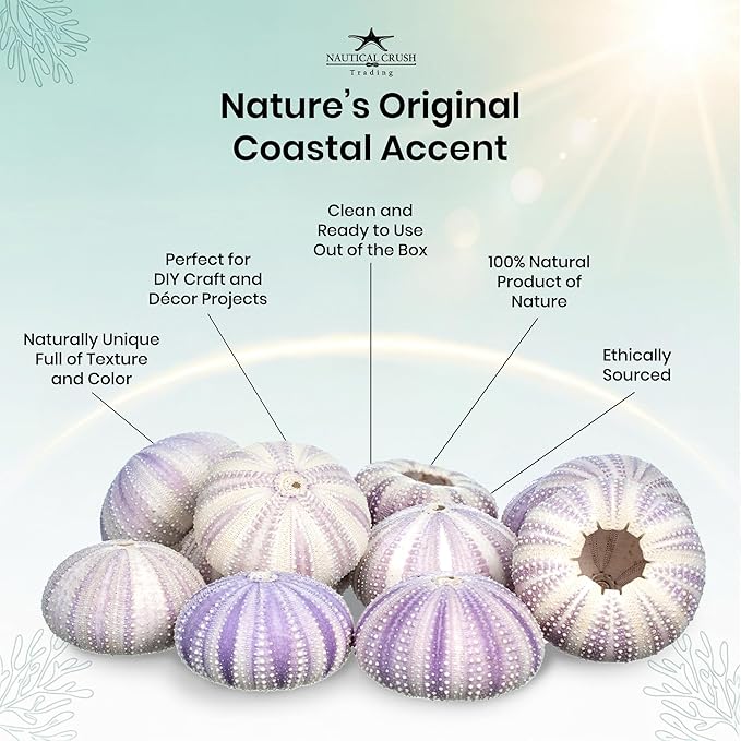 Nautical Crush Trading Sea Urchins Shells for Air Plants - 12 Purple (1.5-2.5") Sea Urchin Shells - Hanging Air Plant Holder - Air Plants Live Holders - Air Plant Pot - No Plants Included