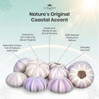 Nautical Crush Trading Sea Urchins Shells for Air Plants - 12 Purple (1.5-2.5") Sea Urchin Shells - Hanging Air Plant Holder - Air Plants Live Holders - Air Plant Pot - No Plants Included