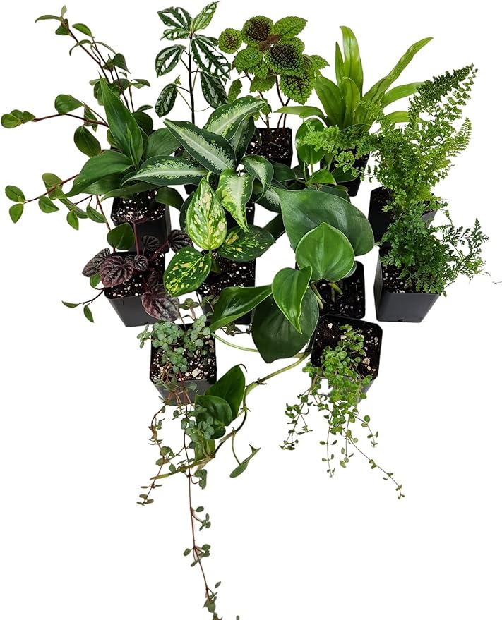 Josh's Frogs Dart Frog Vivarium Bioactive Plant Kits (40-55 Gallon)