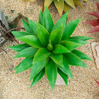 22' Artificial Plant,Artificial Agave Plants,Faux Plants for Outdoors,Artificial Plant Outdoor,Large Uv Resistant Fake Agave Planters for Indoor and Outdoor Decorating (1PCS)