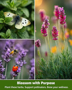 Medicinal & Tea Herb Seeds for Planting - 35 Non-GMO Heirloom Variety Pack for Indoor/Outdoor Garden: Anise, Bergamot, Borage, Fennel, Chamomile, Dandelion, Oregano, Hyssop, Catnip Seeds & More