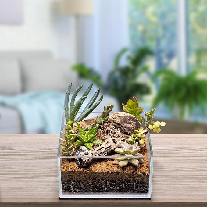 SubstrateSource Natural Cholla Wood - Driftwood for Aquariums, Air Plant Base, Hermit Crab and Freshwater Shrimp Hideout, Fish Tank Decoration, Chinchilla Chews, Reptile Habitat Wood - 6 Inch, 1pc