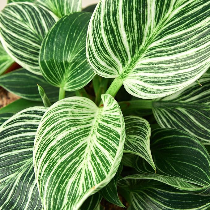Philodendron Birkin Live Plant for Indoor | Different Houseplants in 4'' & 6'' Pot | Real House Plant for Living Room, Office, Desk & Bathroom | Birkin