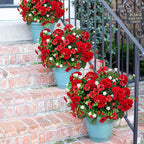 8 Bundles Artificial Geranium Flowers for Outdoors, Realistic Silk Geraniums Fake Flowers UV Resistant Faux Plants for Porch Front Door Planter Patio Balcony Outside Decor (Mixcolor)