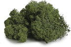 Super Moss (21710) Reindeer Moss Preserved, Forest Green, 3lbs